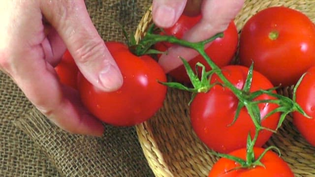 Fresh tomatoes being picked from a basket