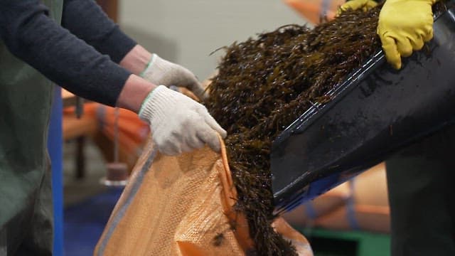 Packing freshly harvested hijiki in a bag