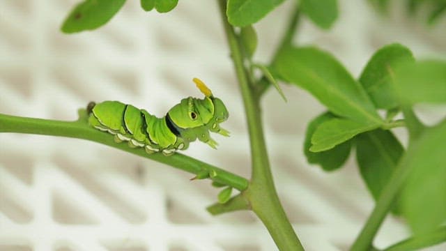Green caterpillar on a plant stem with green leaves