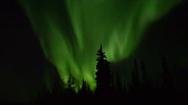 Night sky with green northern lights over dark pine forest