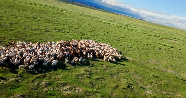 Herd of goat moving on a vast green field
