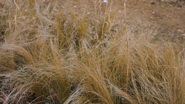 Dry Reeds Filling a Barren Field