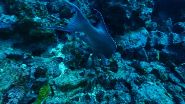 Fish Swimming Amongst Coral Reefs