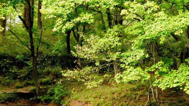 Lush green forest landscape in daylight