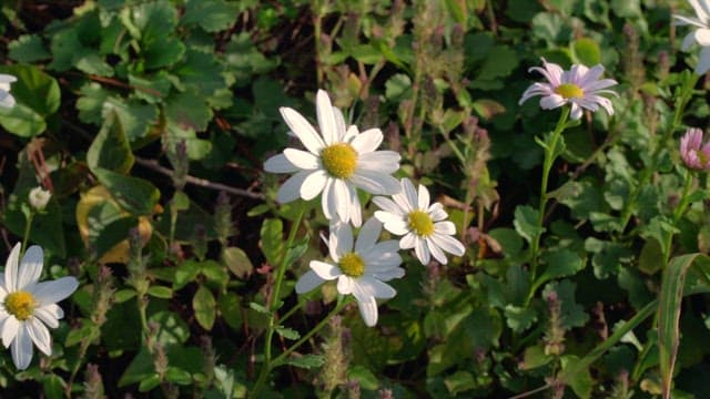 Daisy flowers in the green fields