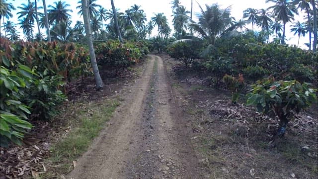 Secluded forest path lined with palm trees