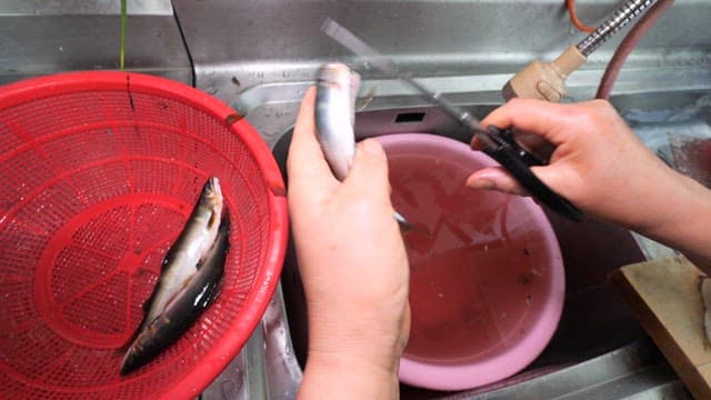 Cleaning gizzard shad at a kitchen sink