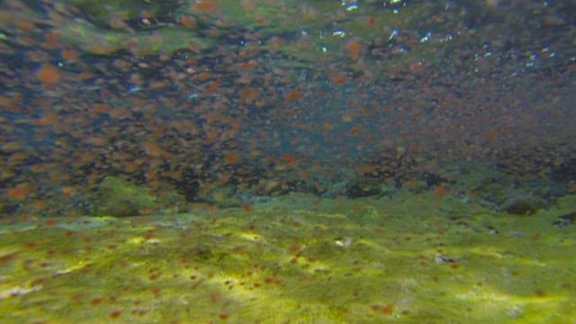 Underwater View of Crabs Swimming Near Seabed