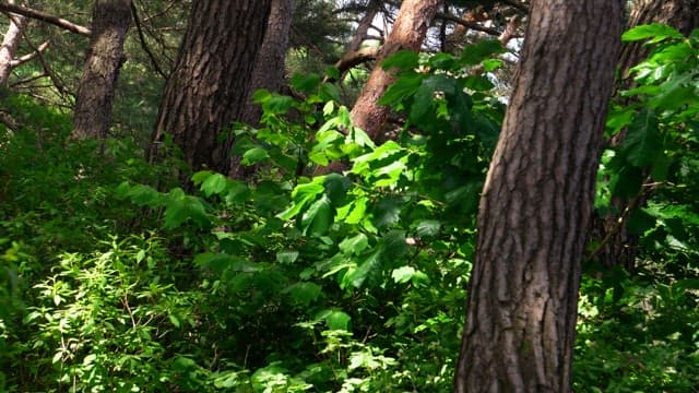 Sunlit forest with greenery and trees