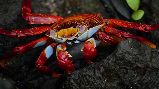 Red Crab Eating from a Rock
