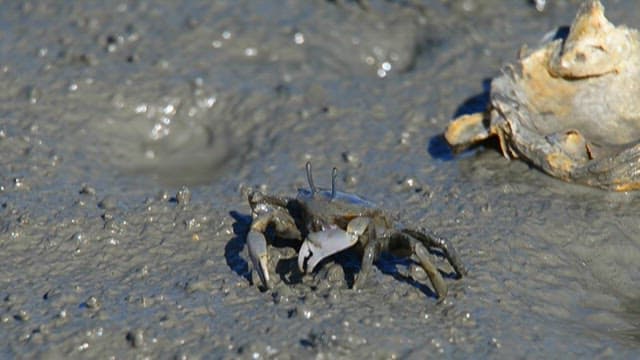 Crab on the mud of the tidal flats where it lives