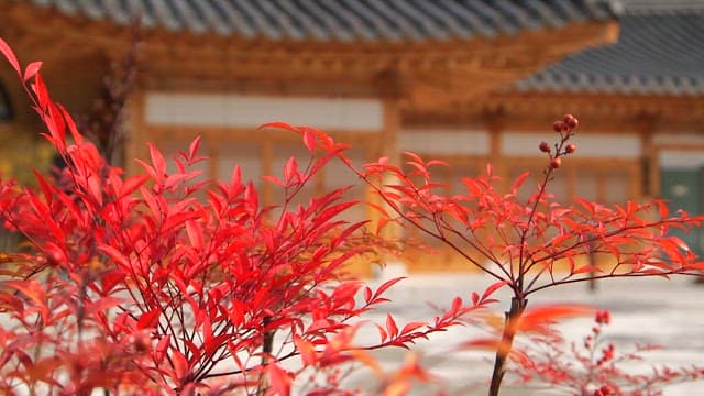 Serene Hanok with a view of autumn leaves