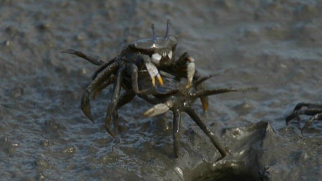 Crabs on the mud of the tidal flats where it lives