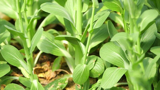 Green bok choy  growing in a garden
