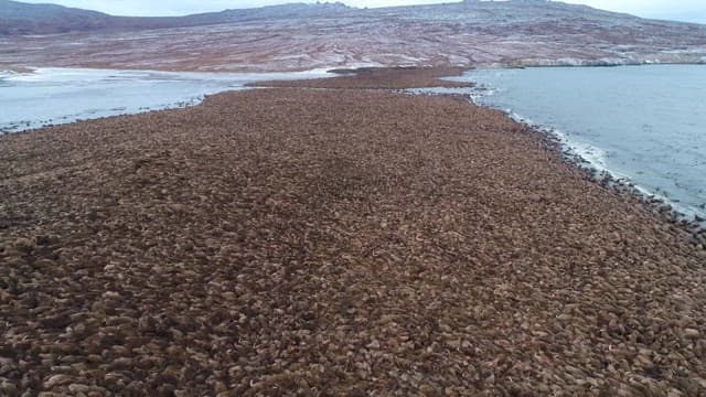 Walruses Clustering on a Rocky Shoreline