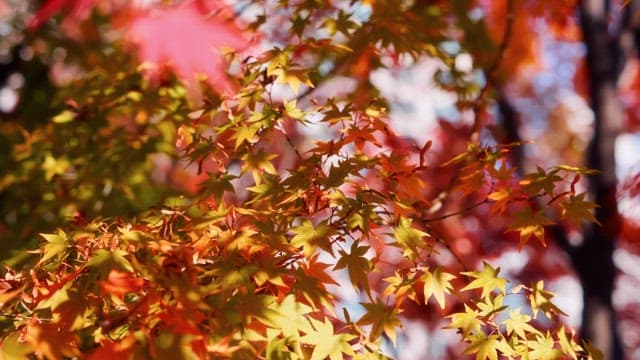 Colorful autumn leaves on a tree
