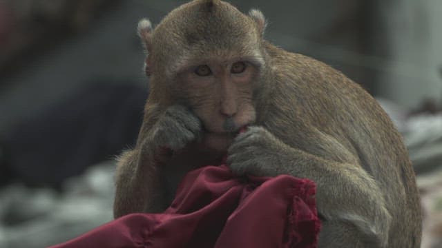 Monkey Sitting on the Ground, Interacting with a Piece of Red Fabric
