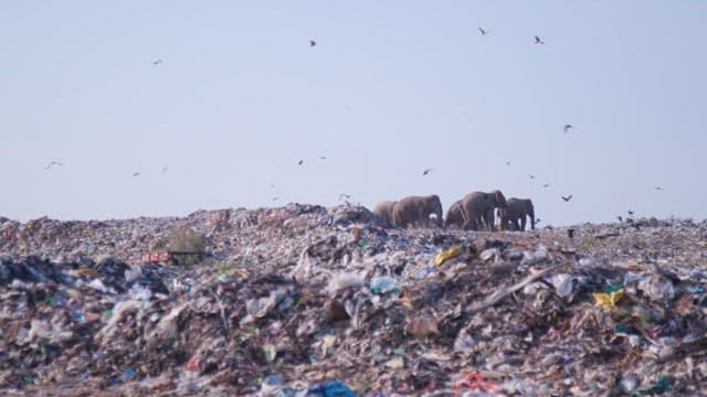 Elephants walking through heaps of garbage with birds flying
