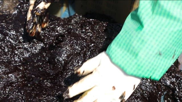 Person handling laver with gloves