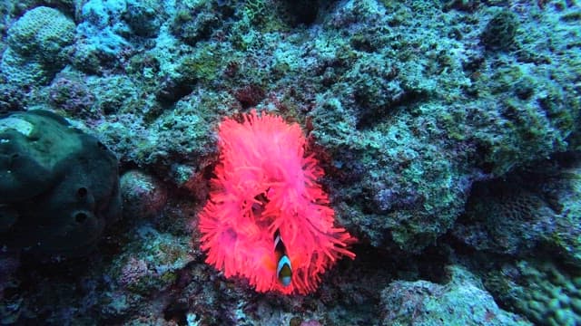 Clownfish swimming among vibrant coral
