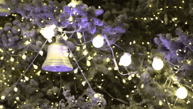 Christmas Lights Decorating the Tree