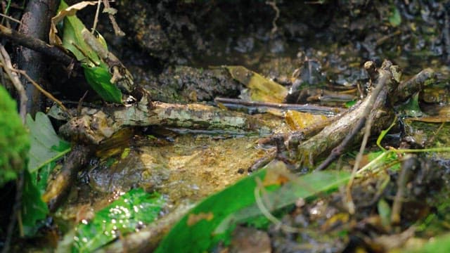 Clear small stream flowing through the forest