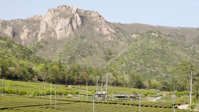 Green Tea Plantation at the Foot of a Rocky Mountain Range