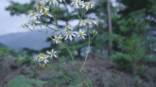Close-up of Wildflowers Against a Mountain