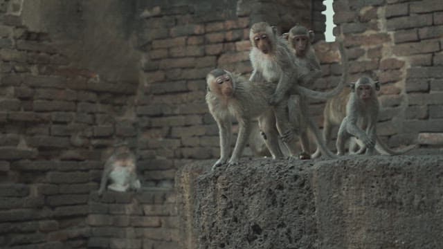 Monkeys Playing on a Stone Structure in Ancient Temple