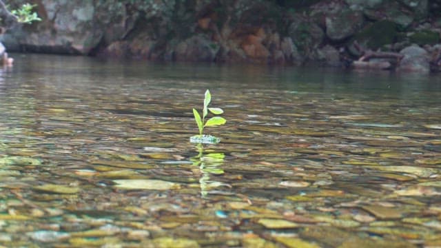 Small plant floating on a clear stream