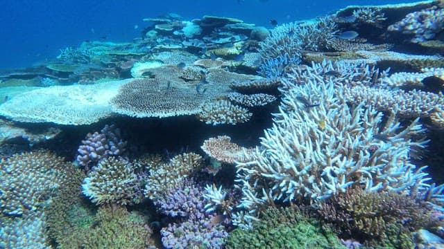 Vibrant coral reef teeming with fish