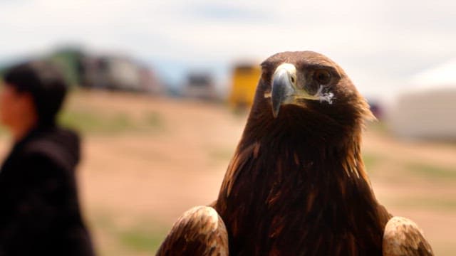 Eagle looking around