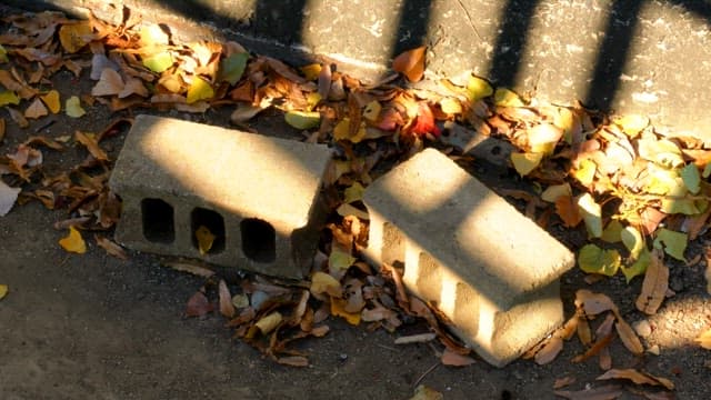 Fallen leaves around bricks in sunlight