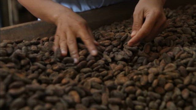 Hands Sorting Through Raw Cacao Beans