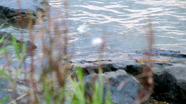 Flowing river with rocks and plants