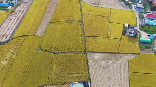 Expansive golden rice fields and village