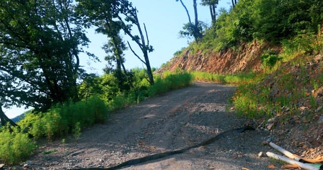 A winding trail through a sunlit forest