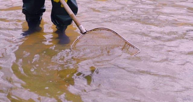 Person Catches Flatfish with a Landing Net