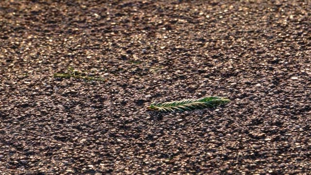 Hand picking a green pine leaf from a road
