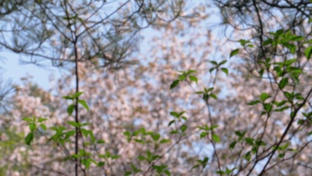 Cherry blossoms blooming in a quiet and bright forest