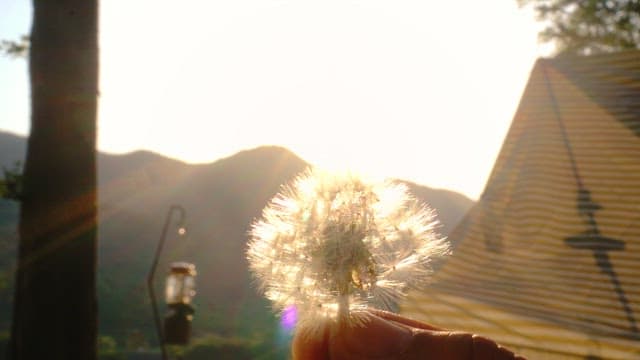Dandelion fluff in the hand against the serene sun