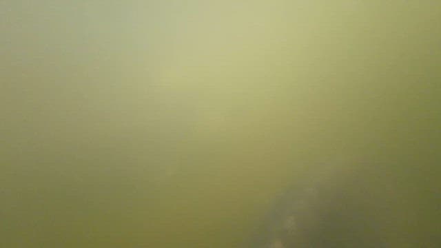 Underwater Glimpse of Fish in Murky Waters