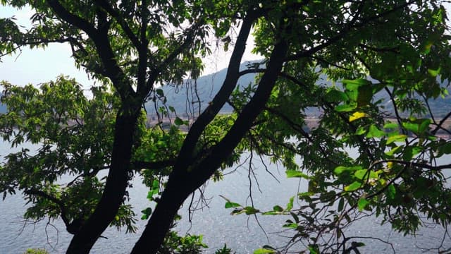 Overlooking the river through lush green trees