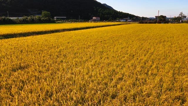 Golden rice fields ready for harvest surrounded by mountains
