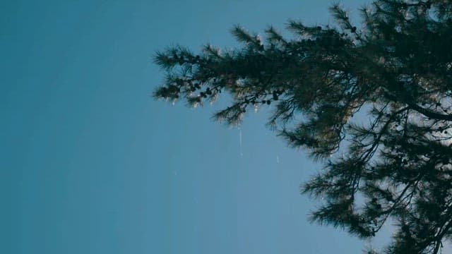 Intense Sunlight Shining Through the Trees