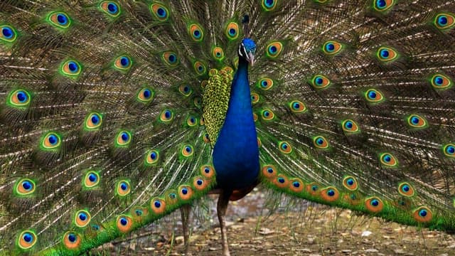 Peacock with colorful wings spread wide