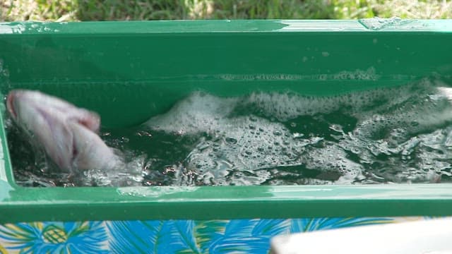 Fish struggling in an icebox filled with seawater