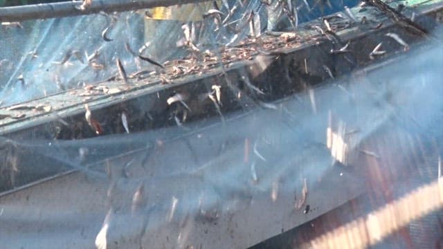 Fishermen clearing their nets at a port with fishing boats