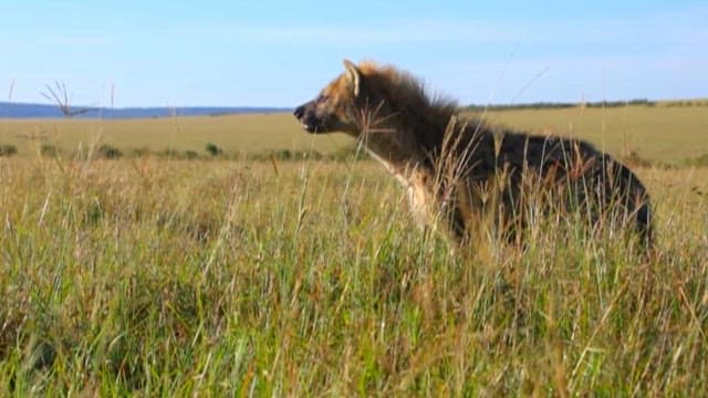 Spotted Hyena Watching the Savanna Grassland