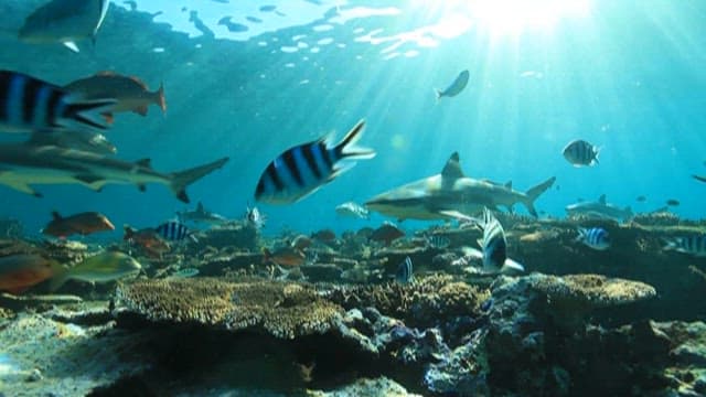 Sunlit Coral Reef Teeming with Marine Life